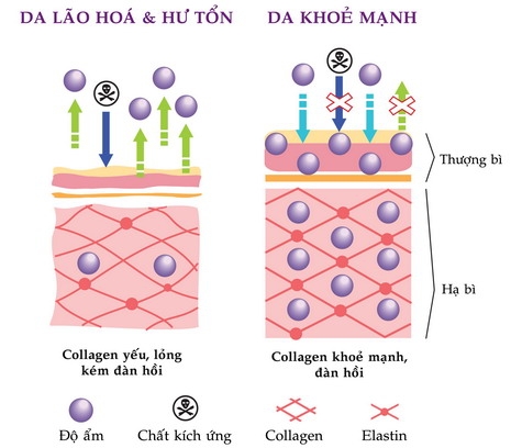 Tế bào gốc săn chắc da