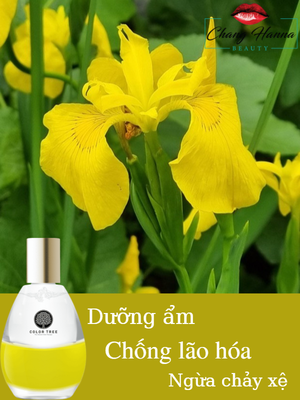 Màu Vàng