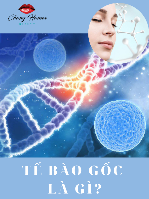 TẾ BÀo GỐc LÀ GÌ (1)