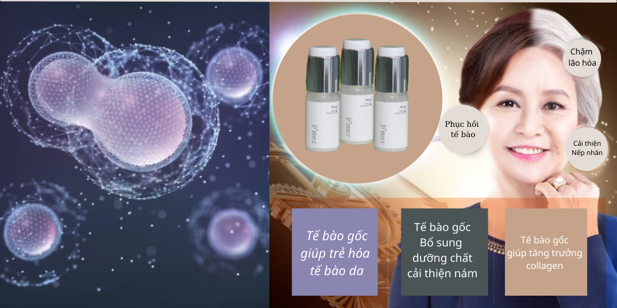 Tác dụng của Tế bào gốc